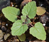 500 Nettleleaf Horsemint Flower Seeds Agastache urticifolia