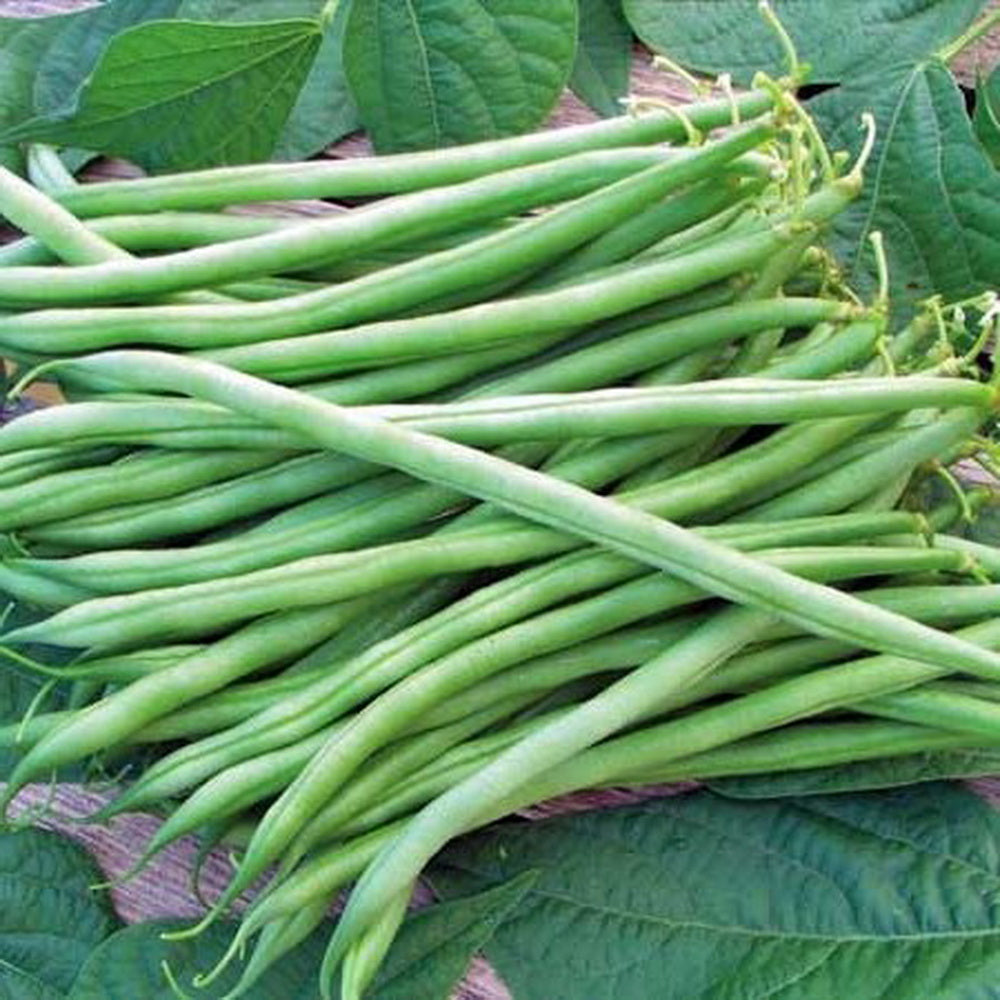 Greencrop, Bush Green Flat, Beans, Products, Vegetables