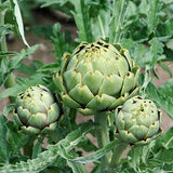 50 Green Globe Artichoke Seeds
