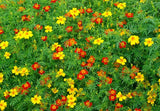 250 Signet Marigold Seeds ‘Starfire Mix’