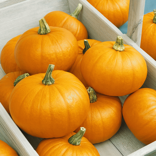 sugar pumpkin seeds to plant 75 Pumpkin Seeds