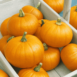 75 Pumpkin Seeds - Sugar Pie