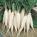 250 White Icicle Radish Seeds