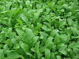 500 Organic Arugula Eruca Sativa Seeds Heirloom