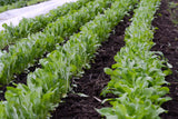 500 Organic Arugula Eruca Sativa Seeds Heirloom