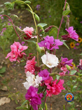 500 Clarkia Flower Seeds Clarkia unguiculata
