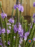 250 Purple Hoary VERVAIN Flower Seeds VERBENA Stricta