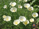300 WHITE CALIFORNIA POPPY White Linen Flower Seeds