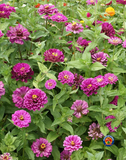 100 Zinnia Purple Prince Flower Seeds Zinnia Elegans