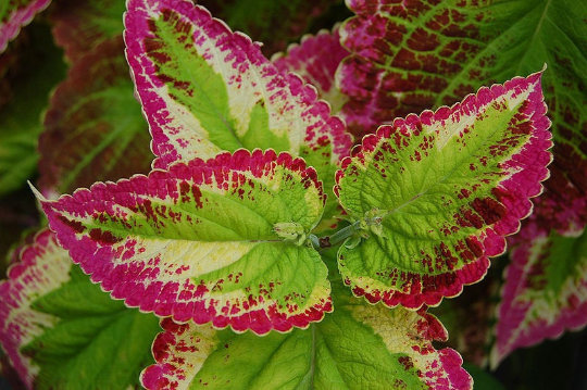 50+ COLEUS, RAINBOW MIX / SHADE LOVING EASY INDOOR or OUTDOOR PLANT FLOWER  SEEDS