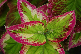 250 COLEUS RAINBOW MIX Flower Seeds