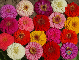 200 Zinnia Pumila Mix Flower Seeds Zinnia Elegans