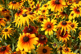 3000 Gloriosa Daisy Indian Summer Rudbeckia Hirta Flower Seeds