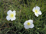500 White Evening Primrose Flower Seeds Oenothera pallida