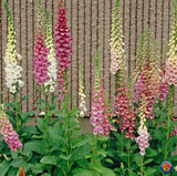 3000 FOXGLOVE Flower Seeds Mixed Digitalis Purpurea Lady's Glove