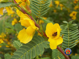 250 Sensitive PARTRIDGE PEA Chamaecrista Flower Seeds