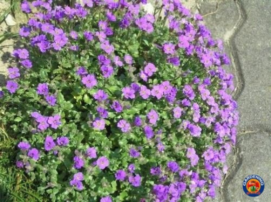 Axcent Deep Purple Rock Cress (Aubrieta 'Axcent Deep Purple') in Lancaster  York Harrisburg Pennsylvania PA at Stauffers Of Kissel Hill