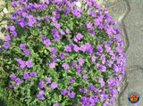 5,000 PURPLE ROCKCRESS Aubrieta Deltoidea Flower Seeds (Ground Cover)