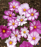 1oz Cosmos Flower Seeds Candy Stripe Wildflowers (Approx 4500 Seeds)
