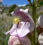 250 Penstemon Pink Palmers Palmeri Flower Seeds