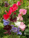 40 Sweet Pea Seeds ‘Early Multiflora Mix’ Flower Seeds Annual Lathyrus odoratus