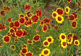 5000 Coreopsis tinctoria Dwarf Plains Wildflower Seeds