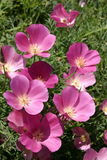 300 California Poppy Flower Seeds Purple Gleam Eschscholzia Californica