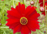 1000 Red Dwarf Plains Coreopsis Tinctoria Flower Seeds
