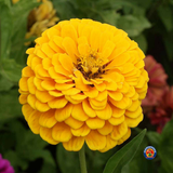 75 Zinnia Canary Bird Flower Seeds Zinnia Elegans