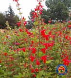 200 Scarlet Sage Flower Seeds Salvia Coccinea Blood Texas Red Sage