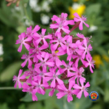 5000 CATCHFLY None So Pretty Silene Armeria Flower Seeds