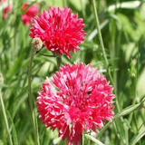 500 Tall Red Bachelor Button Cornflower Flower Seeds Centaurea cyanus