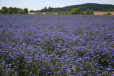 500 Tall Blue Bachelor Button Cornflower Flower Seeds