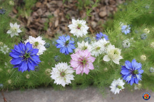 love in a mist persian jewels flower seeds 500 Love In a Mist Mix Miss Jekyll Nigella Flower Seeds – The Gardening World