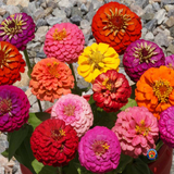 200 Zinnia Thumbelina Mix Flower Seeds Zinnia Elegans