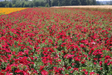 500 Godetia Scarlet Flower Seeds Native Wildflower Clarkia amoena