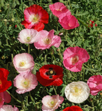 5000 Corn Poppy Flower Seeds Papaver rhoeas Single Mixed