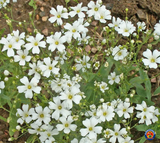 1000 BABYS BREATH Flower Seeds Gypsophila Elegans