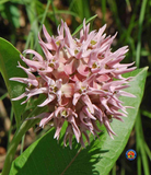 40 Showy Pink Butterfly Milkweed Seeds Asclepias speciosa Native Perennial for Monarchs