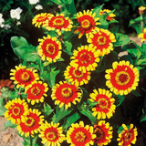 250 Zinnia Elegans ‘Sombrero’ Flower Seeds