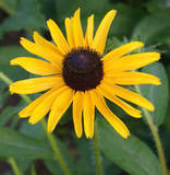 5000 Black Eyed Susan Flower Seeds Rudbeckia Hirta Perennial