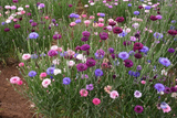 500 Polka Dot Mixed Bachelor Buttons Cornflower Seeds