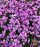 3000 VIRGINIA STOCK MIX Malcolmia Maritima Flower Seeds - Very Fragrant