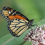 40 Butterfly Milkweed Seeds Pink Asclepias Syriaca Native Perennial for Monarchs