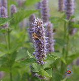 500 Purple Giant Hyssop Seeds Agastache Rugosa Blu Licorice