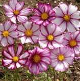 250 Cosmos ‘Picotee’ Flower Seeds Bipinnatus