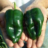 50 Poblano Ancho Pepper Seeds