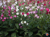 5000 NICOTIANA Alata Flowering Seeds Heirloom Sensation Mix