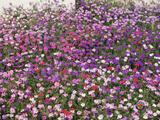 500 MOSS VERBENA Flower Seeds Verbena tenuisecta Mixed Colors