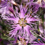 500 Dianthus Rainbow Loveliness Mixed Flower Seeds